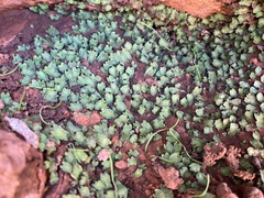 Targionia hypophylla