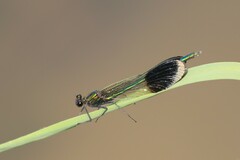 Calopteryx aequabilis