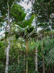 Basselinia eriostachys