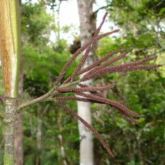 Basselinia eriostachys