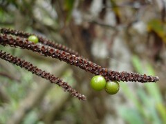 Basselinia eriostachys