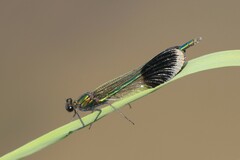 Calopteryx aequabilis