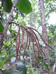 Basselinia eriostachys