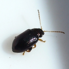 Crepidodera