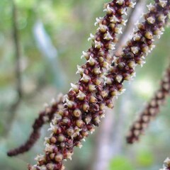 Basselinia eriostachys