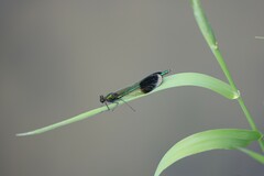Calopteryx aequabilis