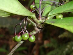 Tapeinosperma rubriscapum