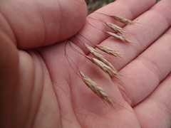 Bromus japonicus