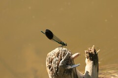 Calopteryx aequabilis