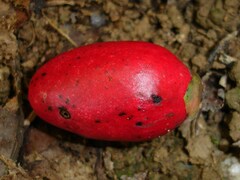 Diospyros macrocarpa