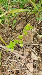 Plantaginaceae