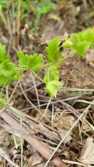 Plantaginaceae