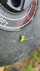 Plantaginaceae