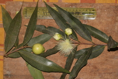 Syzygium jambos