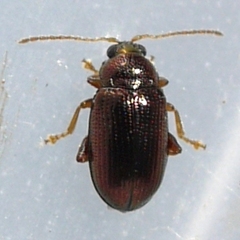 Crepidodera