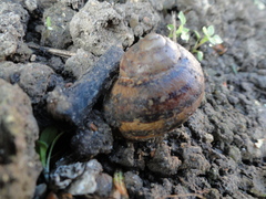 Cornu aspersum