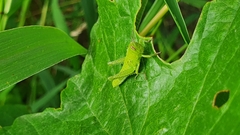 Schistocerca cancellata