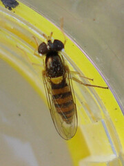 Sphaerophoria macrogaster