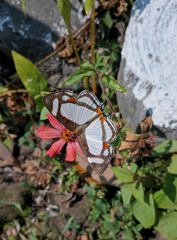 Thisbe lycorias