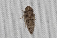 Ledromorpha