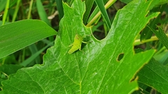 Schistocerca cancellata