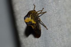 Smiliinae