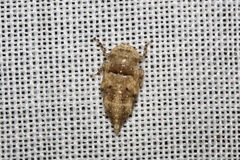 Ledromorpha