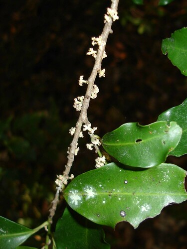 Myrsine modesta observed 2006-08-09