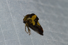 Smiliinae