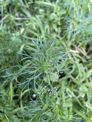 Cyclospermum