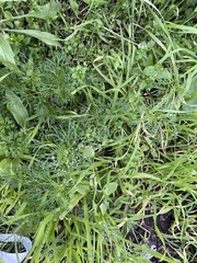 Cyclospermum