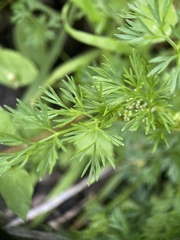Cyclospermum