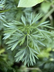 Cyclospermum