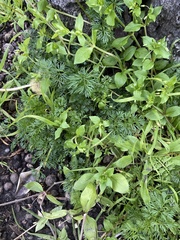 Cyclospermum