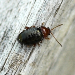 Derocrepis erythropus