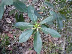 Metrosideros laurifolia