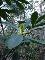 Metrosideros laurifolia