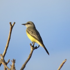 Tyrannus melancholicus