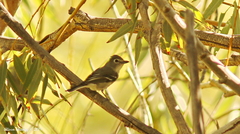 Vireo plumbeus