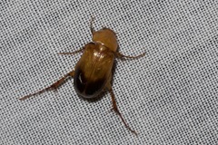 Phyllotocus macleayi