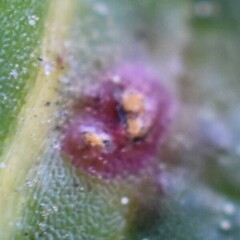 Miyagia pseudosphaeria