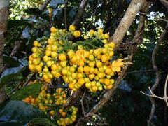 Oxera robusta