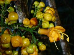 Oxera robusta