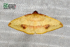 Heterolocha satoi