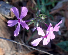 Phlox divaricata laphamii