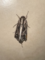 Spodoptera dolichos