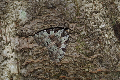 Leuconycta lepidula
