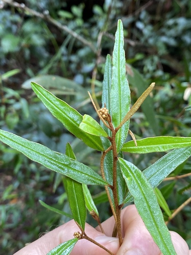 Phebalium longifolium, 2023-02-01