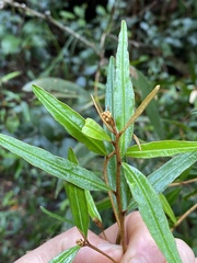 Phebalium longifolium