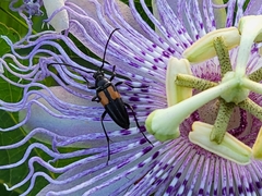Typocerus lunulatus